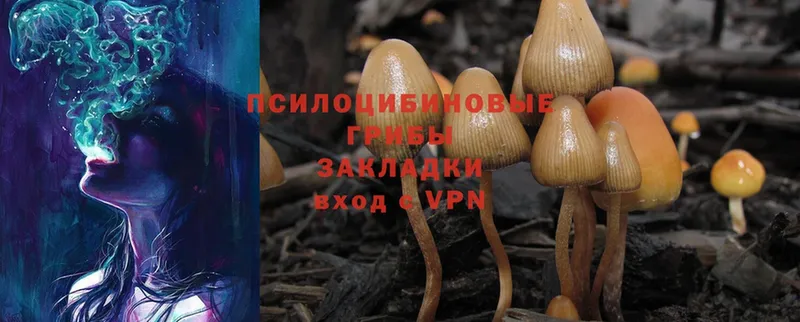 Псилоцибиновые грибы Psilocybine cubensis  сколько стоит  Богородск 